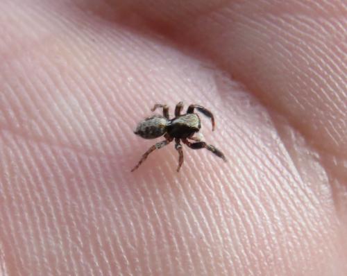 Pseudeuophrys lanigera